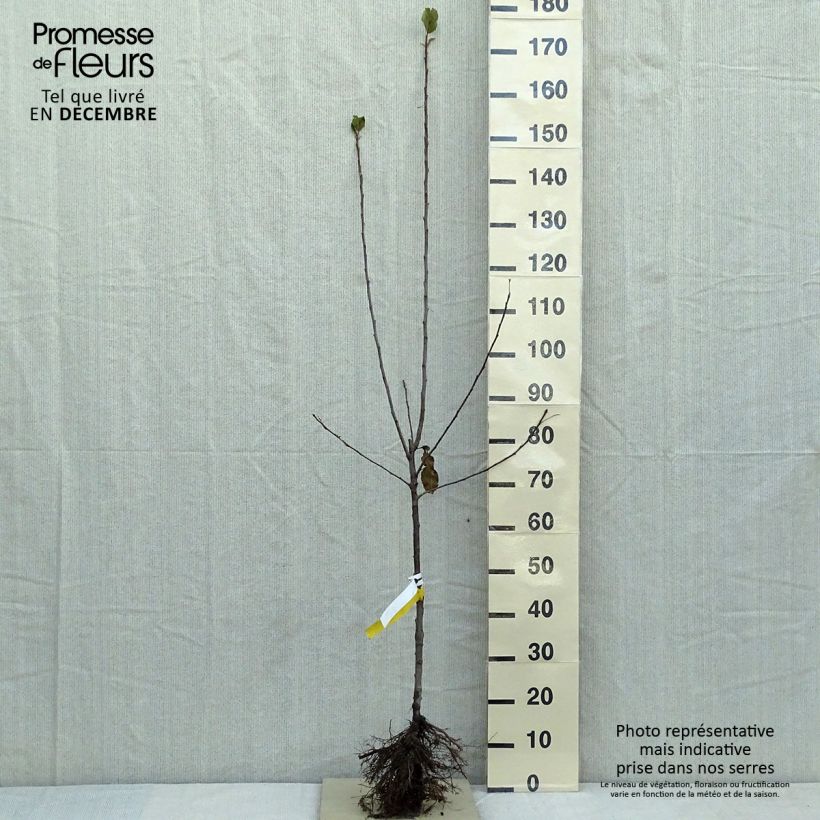 Apple Tree Cox's Orange Pippin - Malus domestica sample as delivered in winter