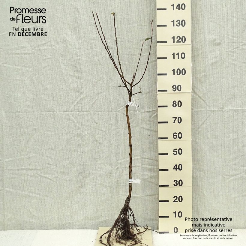 Apple Tree Celeste - Georges Delbard sample as delivered in winter