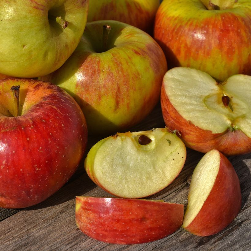 Apple Tree Celeste - Georges Delbard (Harvest)