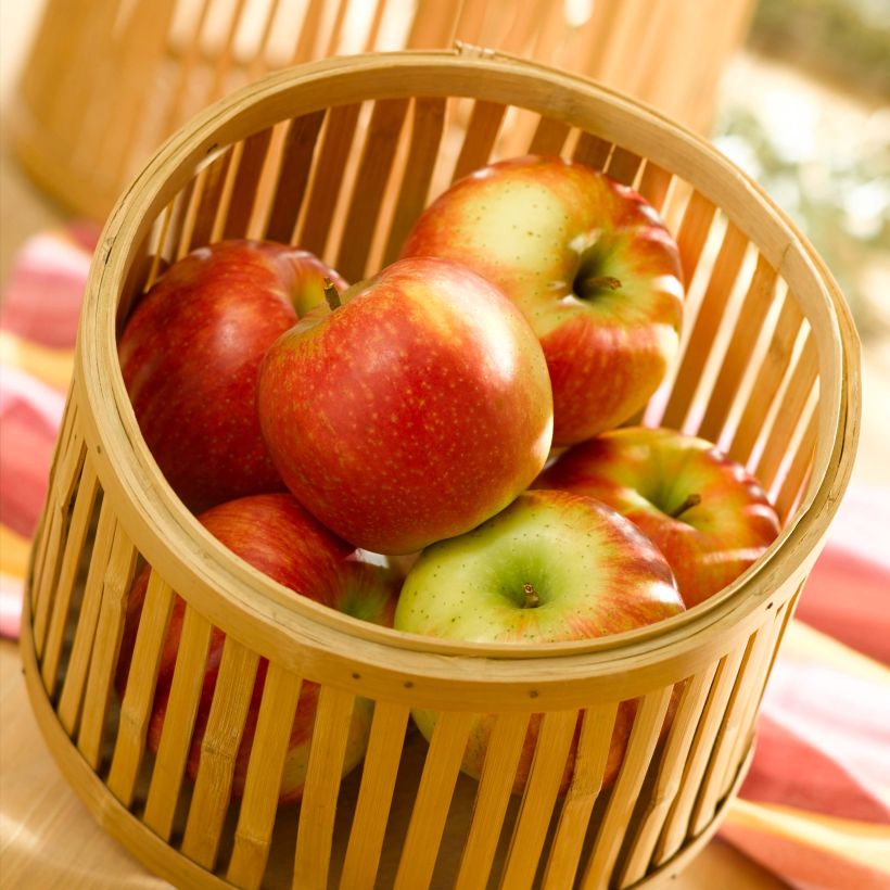 Apple Tree Delbard Jubilee - Malus domestica (Harvest)