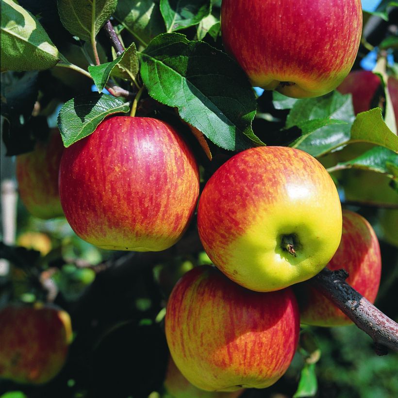 Apple Tree Delbarestivale - Malus domestica (Harvest)