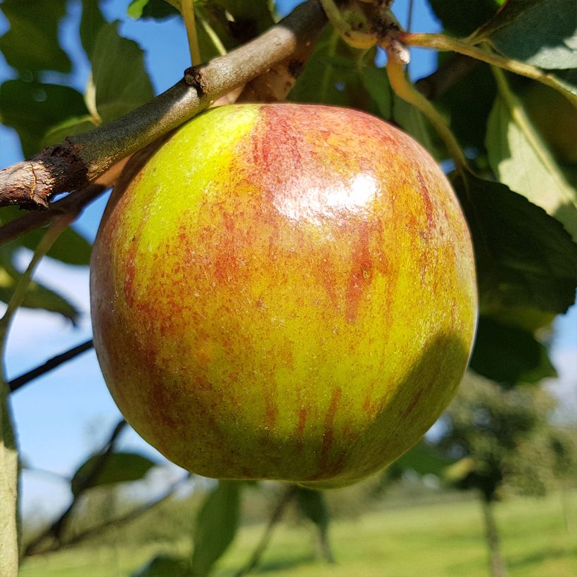 Apple Tree Double Belle Fleur - Malus domestica (Harvest)