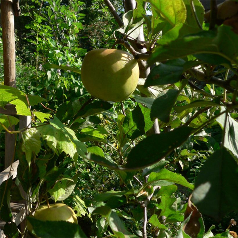 Apple Tree Elstar - Malus domestica (Harvest)