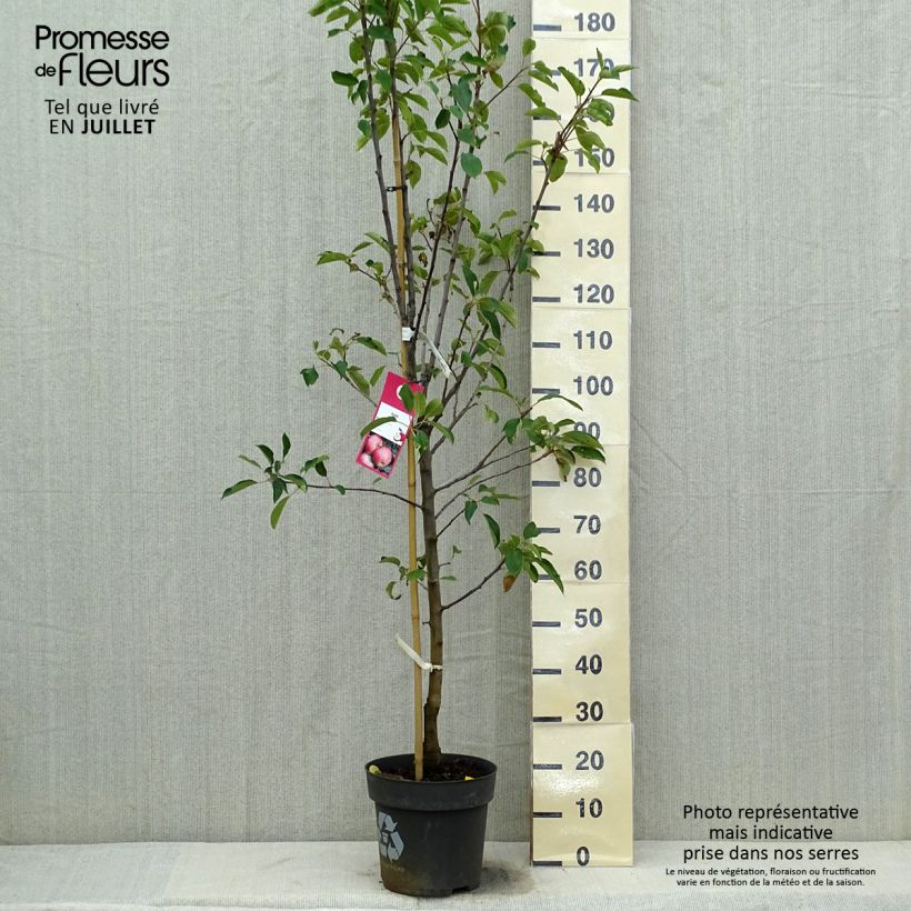 Apple Tree Elstar - Malus domestica 7.5L/10L pot, Goblet sample as delivered in summer