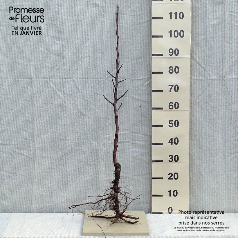 Apple Tree Fuji - Malus domestica Bare root, ScionShipped height around 90/120cm sample as delivered in winter