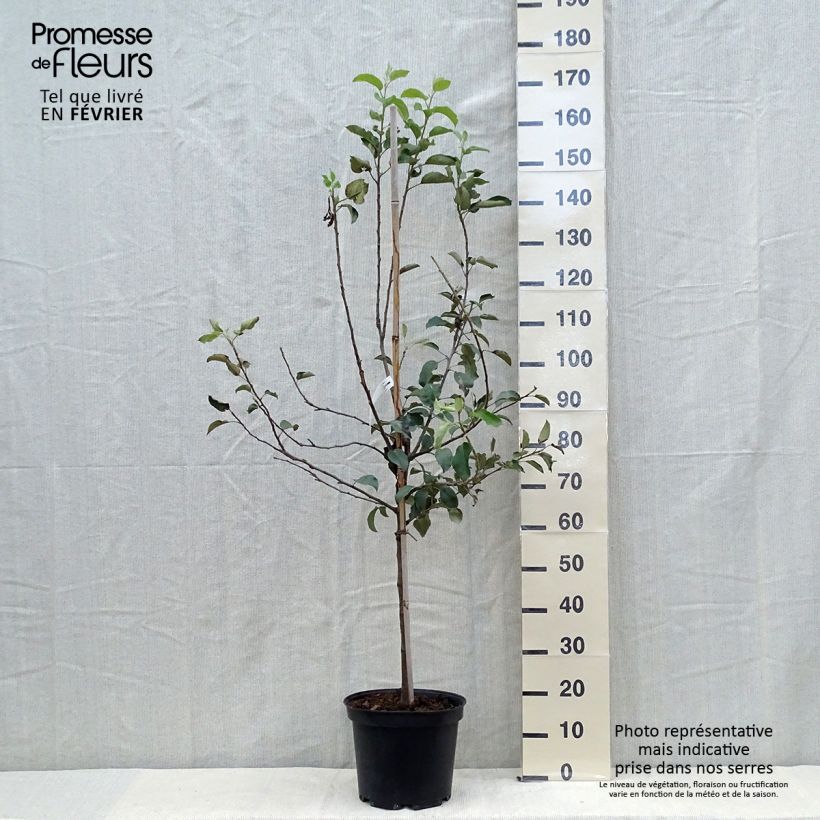 Pommier Fuji Pot de 7,5L/10L sample as delivered in autumn