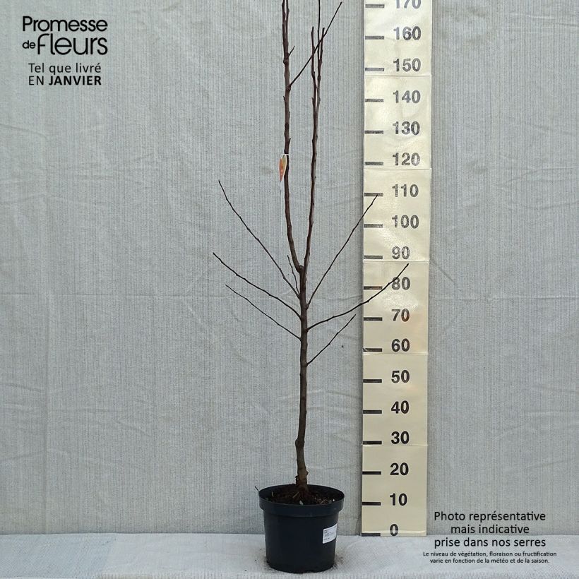 Pommier Gala  en pot de 7.5l/10l gobelet sample as delivered in winter