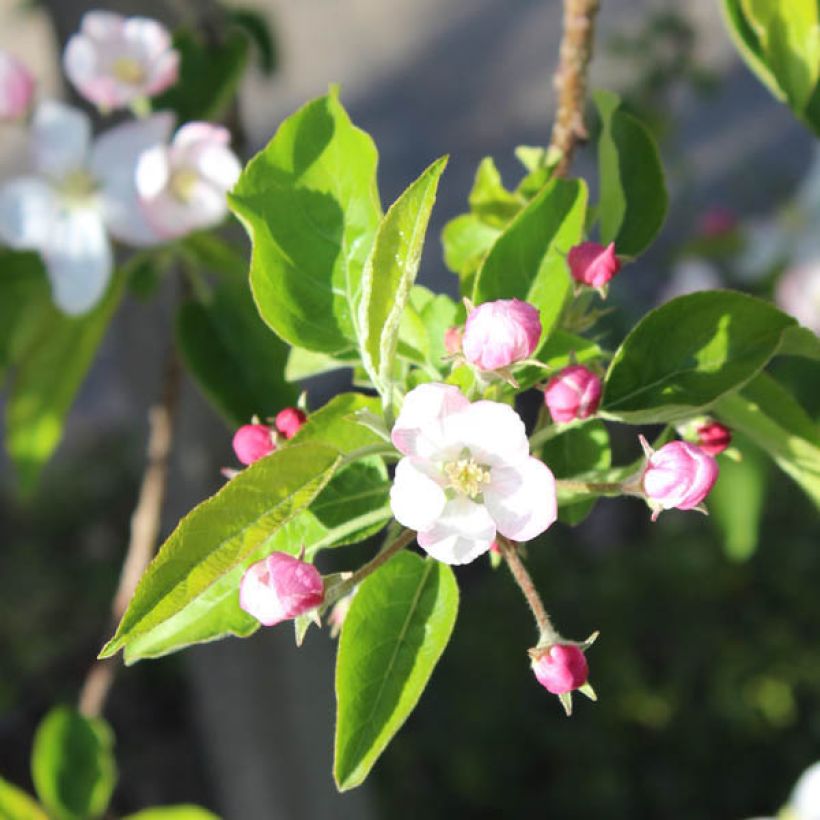 Malus domestica Golden Delicious - Golden Delicious Apple (Flowering)