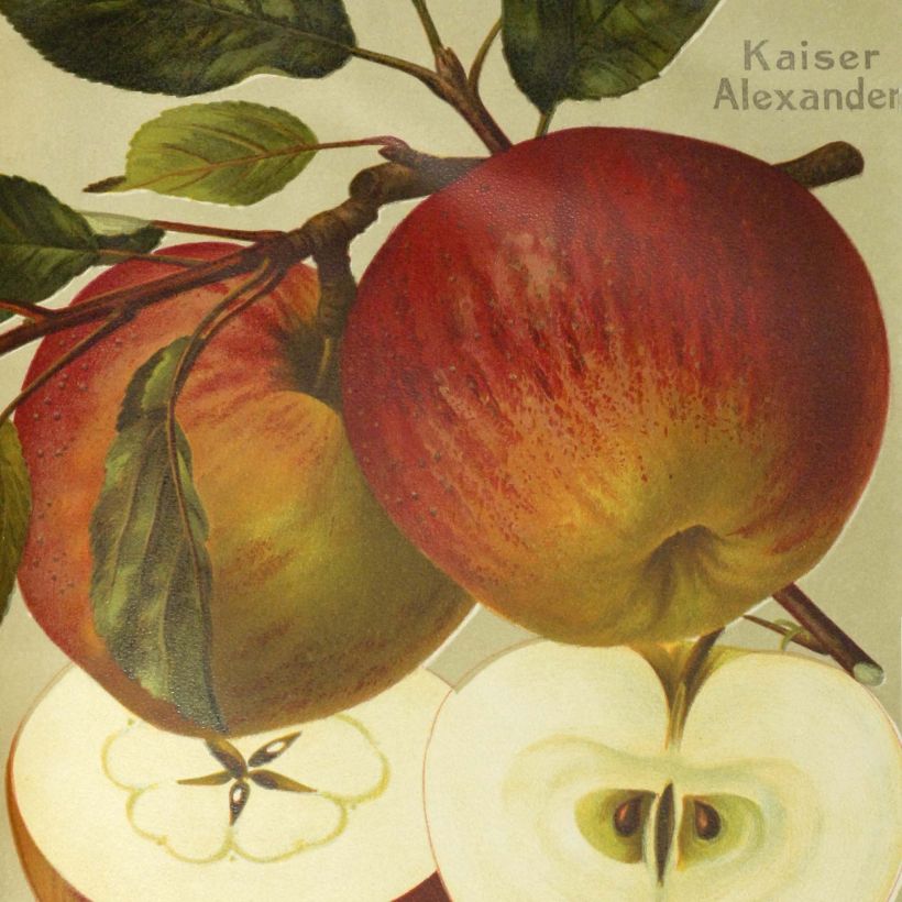 Apple Tree Grand Alexandre - Malus domestica (Harvest)