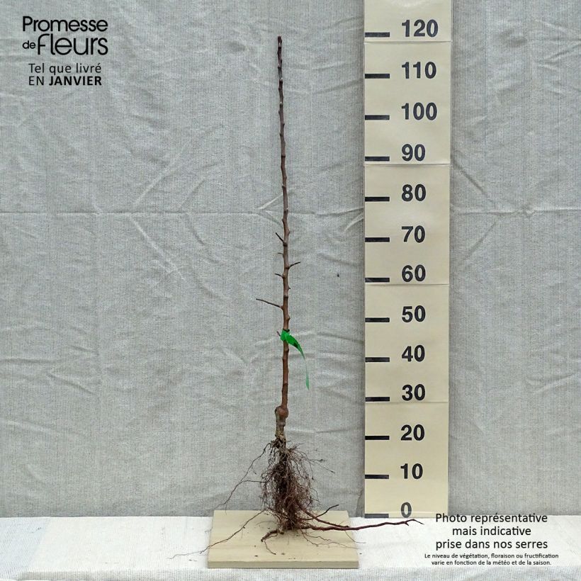 Organic Apple Tree Reinette Grand-mere -Malus domestica Bare root, ScionShipped height around 90/120cm sample as delivered in winter