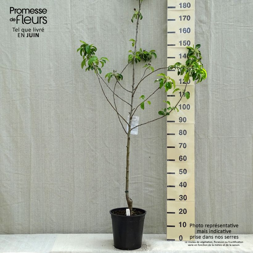 Apple Tree Granny Smith - Malus domestica 7.5L/10L pot, GobletShipped height around 140/160cm sample as delivered in spring
