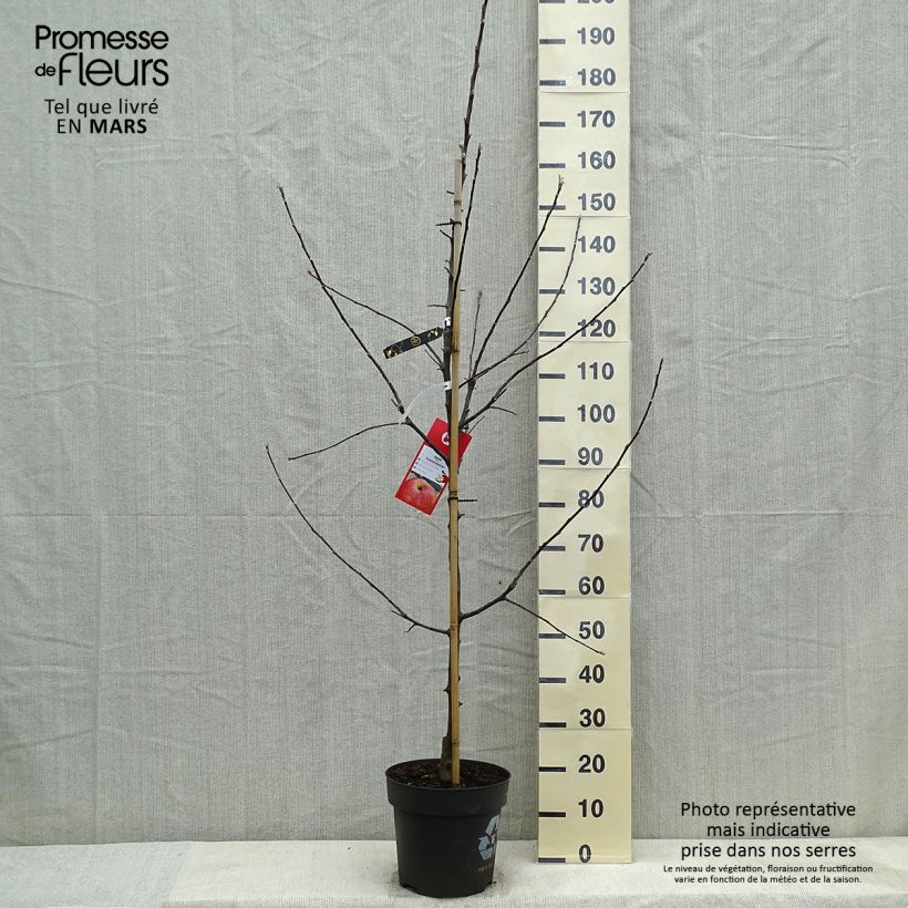 Apple Tree Gravenstein - Malus domestica 7.5L/10L pot, GobletShipped height around 125/150cm sample as delivered in spring