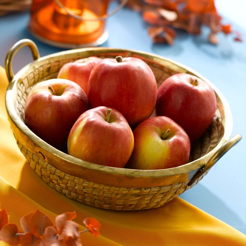 Apple Tree Harmonie - Malus domestica (Harvest)
