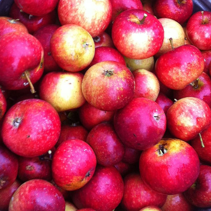 Apple Tree Ingrid Marie - Malus domestica (Harvest)