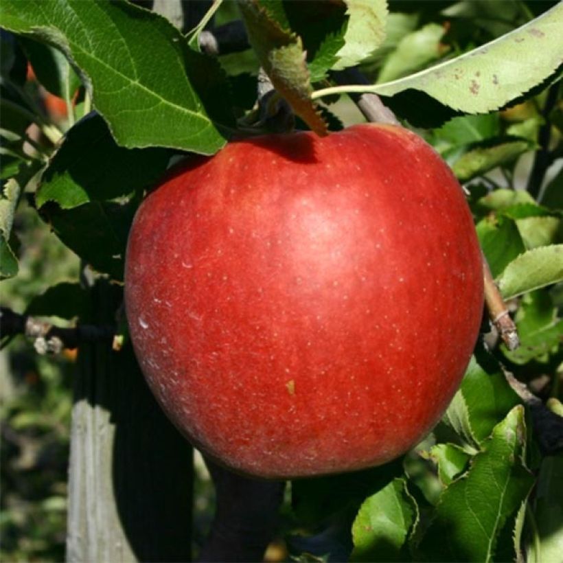 Apple Tree Jonagold - Malus domestica (Harvest)