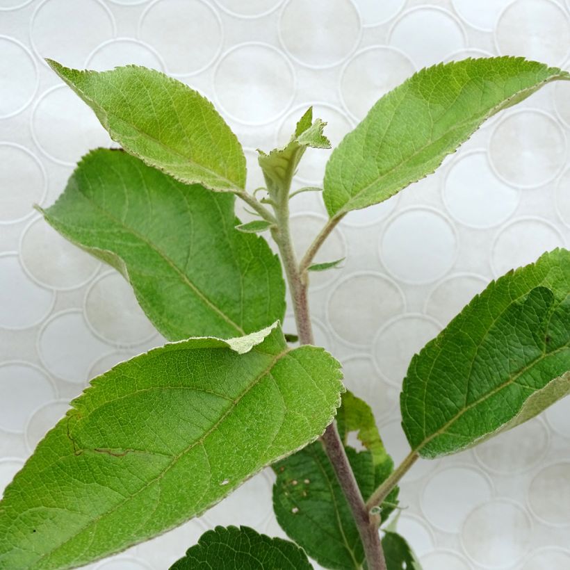 Apple Tree Jonagold - Malus domestica (Foliage)