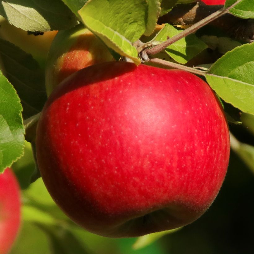 Apple Tree Jonathan - Malus domestica (Harvest)