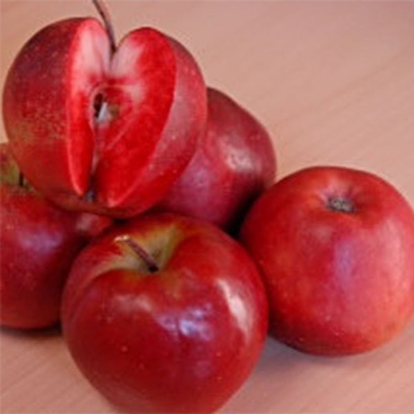 Apple Tree Maggy - Malus domestica (Harvest)