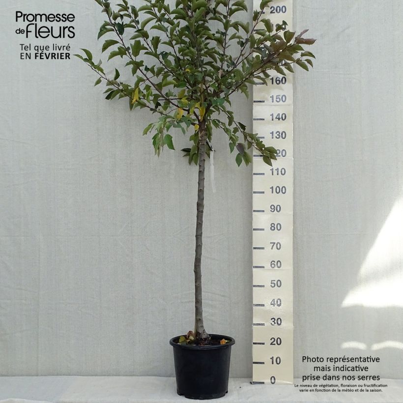 Pommier - Malus Diable Rouge en pot de 12l/15l sample as delivered in autumn