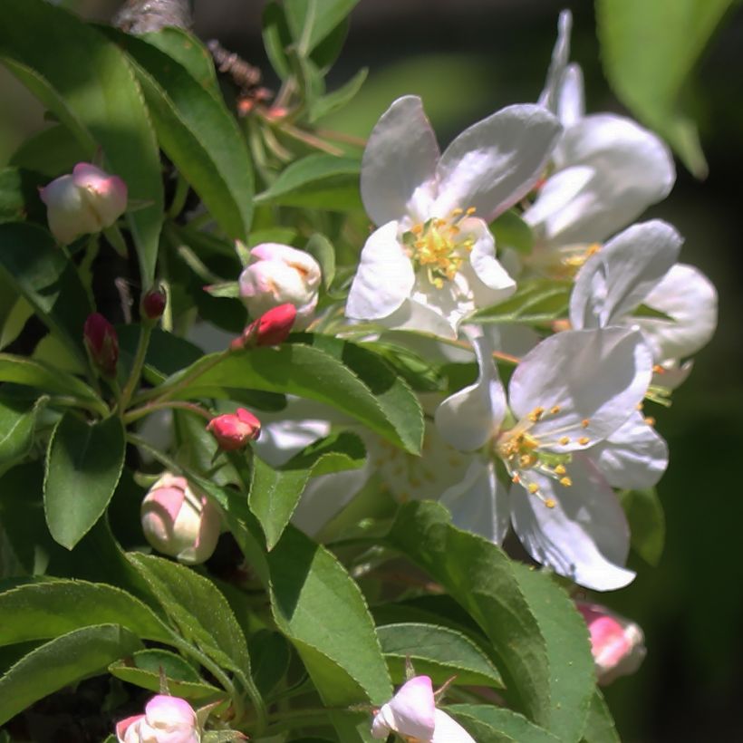 Malus Sugar Tyme - Crab Apple (Flowering)