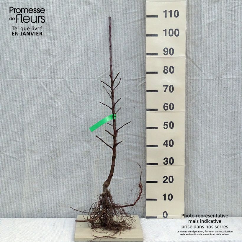 Apple Tree Belchard - Malus domestica Bare root, ScionShipped height around 90/120cm sample as delivered in winter