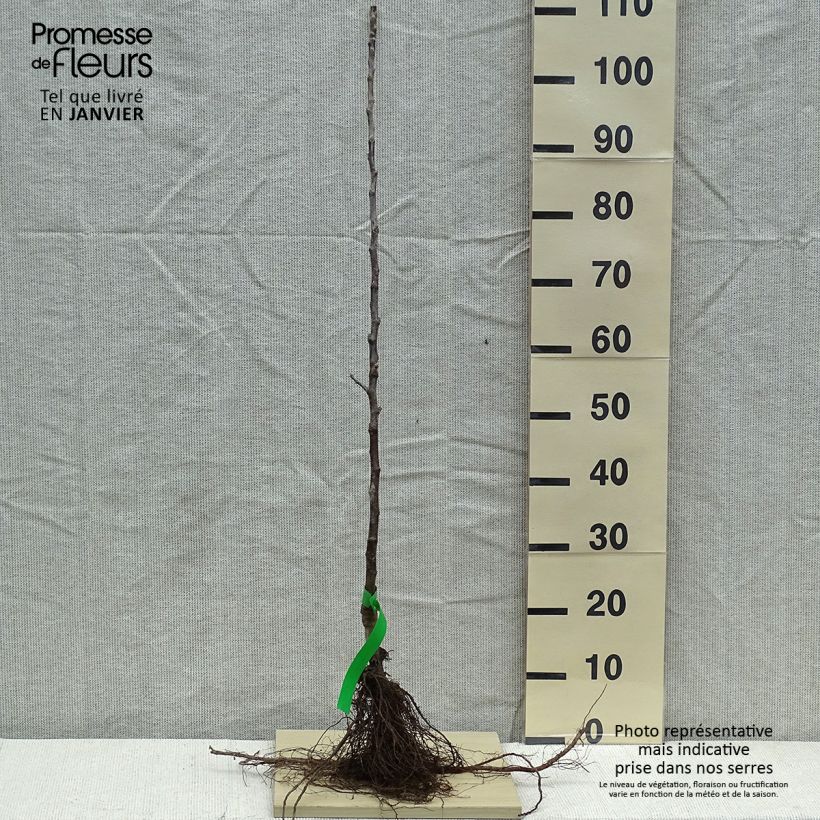 Apple Tree Braeburn - Malus domestica Bare root, ScionShipped height around 90/120cm sample as delivered in winter