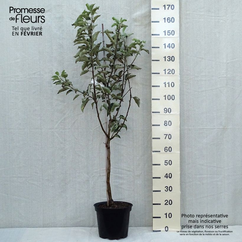 Pommier - Malus domestica Idared Gobelet en pot de 7,5l/10l sample as delivered in autumn