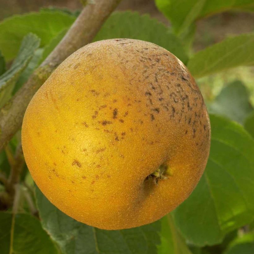 Apple Tree Patte de Loup - Malus domestica (Harvest)