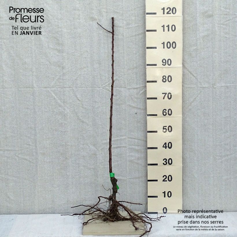 Apple Tree Pigeonnet de Jerusalem - Malus domestica Bare root, ScionShipped height around 90/120cm sample as delivered in winter