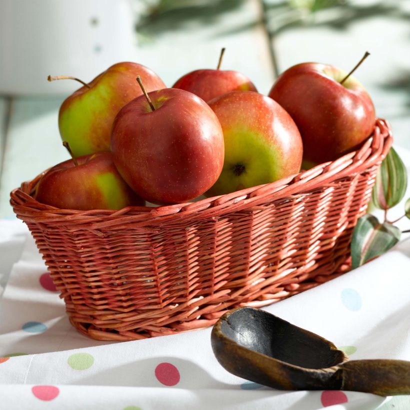 Apple Tree Harvest Apple - Georges Delbard (Harvest)
