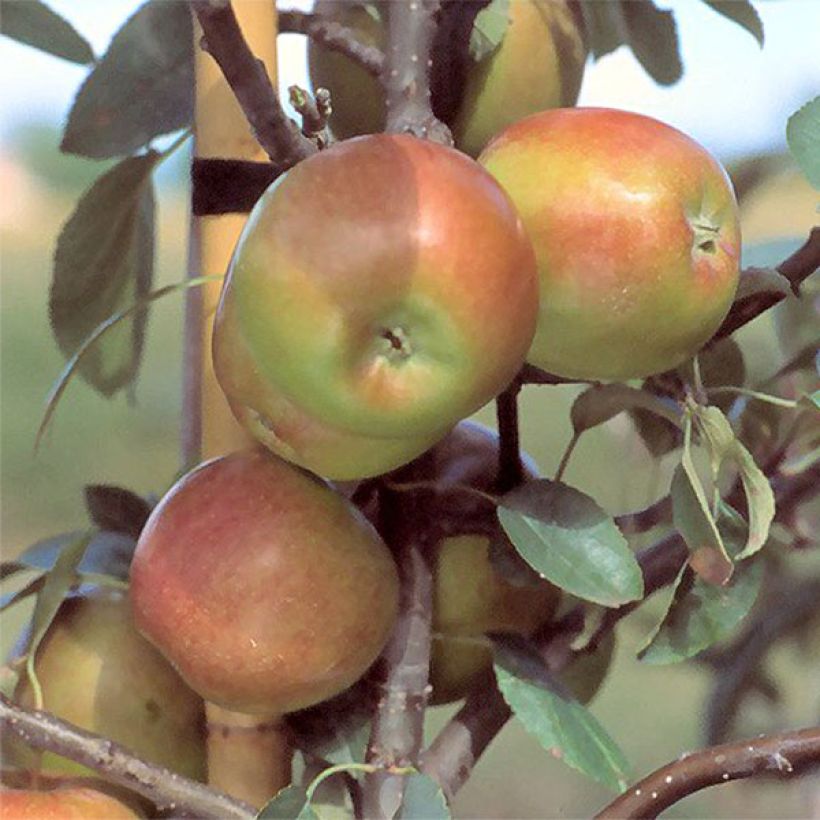 Apple Tree Priam - Malus domestica (Harvest)