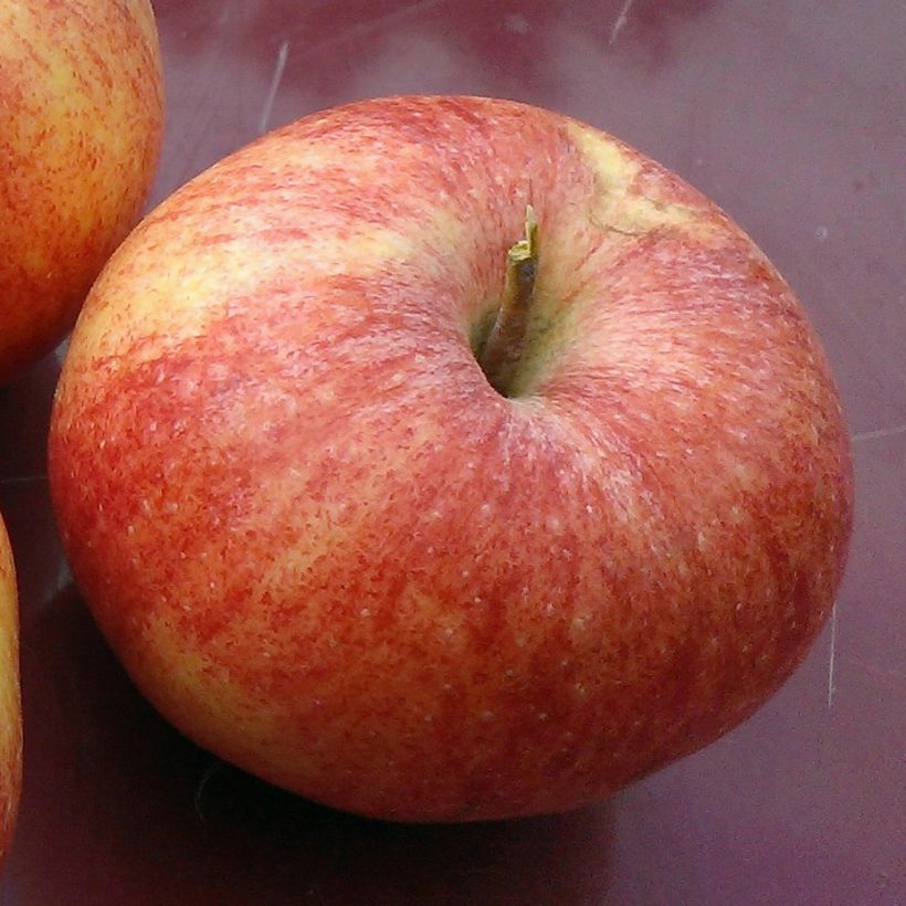 Organic Apple Tree Reine des Reinettes (Harvest)