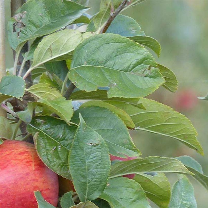 Apple Tree Reine des Reinettes (Foliage)