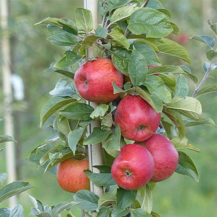 Apple Tree Reine des Reinettes (Harvest)