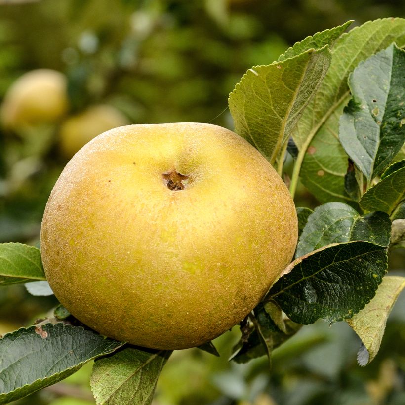 Apple Tree Reinette du Canada Blanche - Malus domestica (Harvest)
