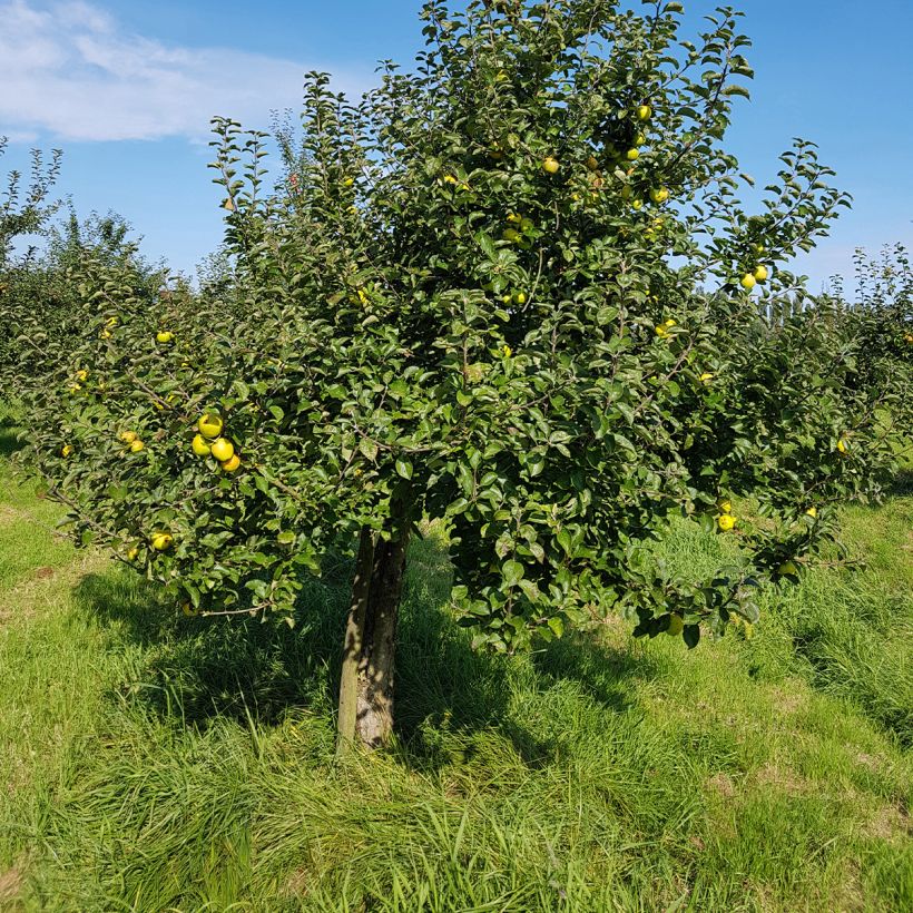 Apple Tree Reinette du Canada Blanche - Malus domestica (Plant habit)