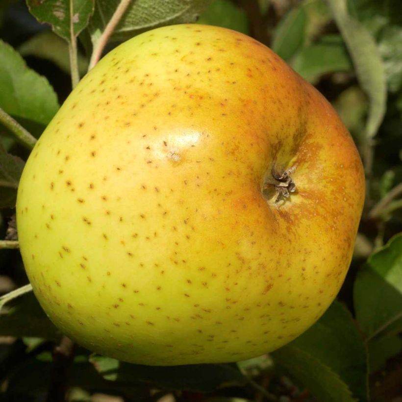 Apple Tree Reinette Clochard - Malus domestica (Harvest)