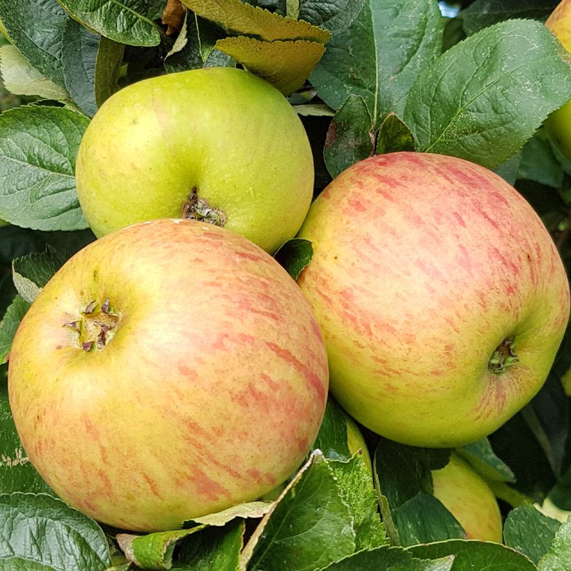 Apple Tree Reinette de France - Malus domestica (Harvest)