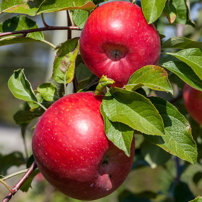 Apple Tree Reinette Etoilée - Malus domestica (Harvest)