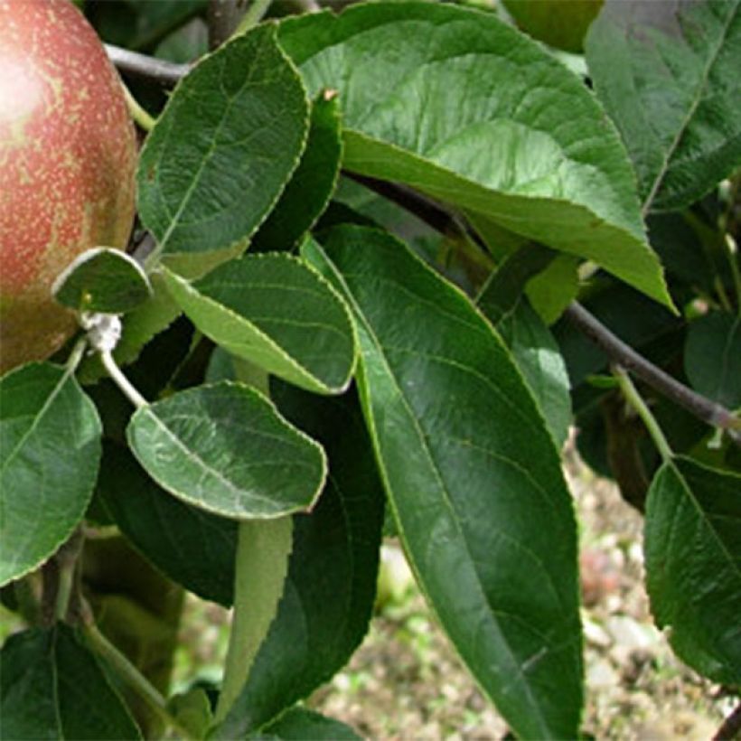 Apple Tree Reinette dArmorique - Malus domestica (Foliage)