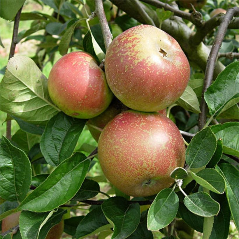 Apple Tree Reinette dArmorique - Malus domestica (Harvest)