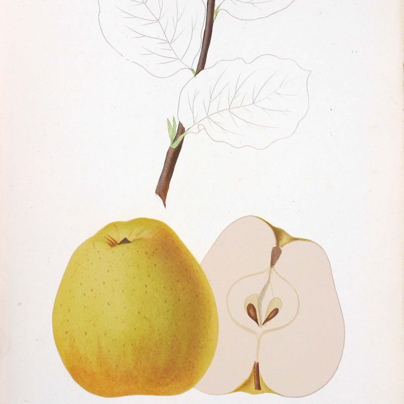 Apple Tree Reinette de Brive - Malus domestica (Harvest)