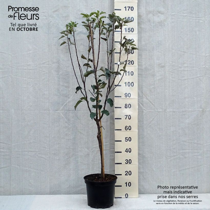 Pommier Reinette de Brive Pot de 7,5L/10L sample as delivered in autumn