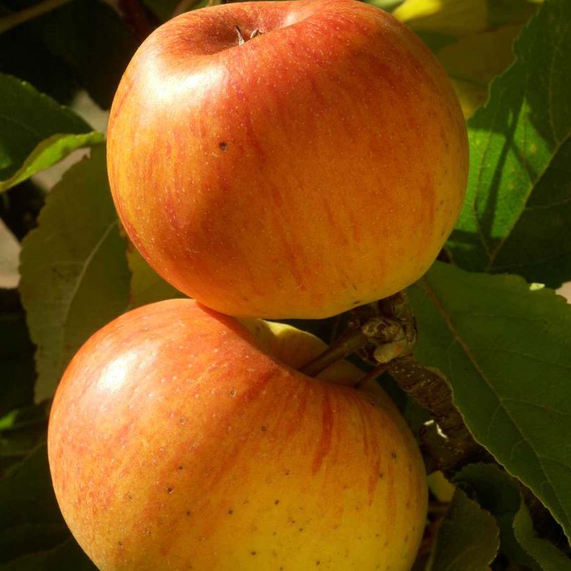Apple Tree Reinette de Caux - Malus domestica (Harvest)