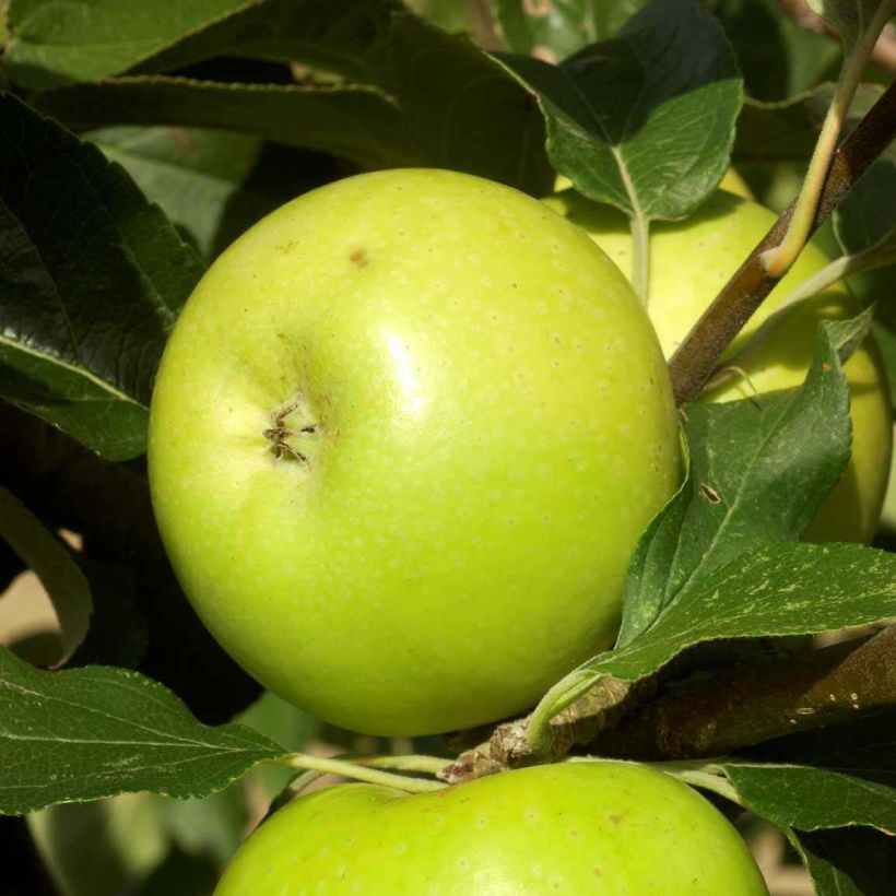 Apple Tree Reinette du Mans - Malus domestica (Harvest)