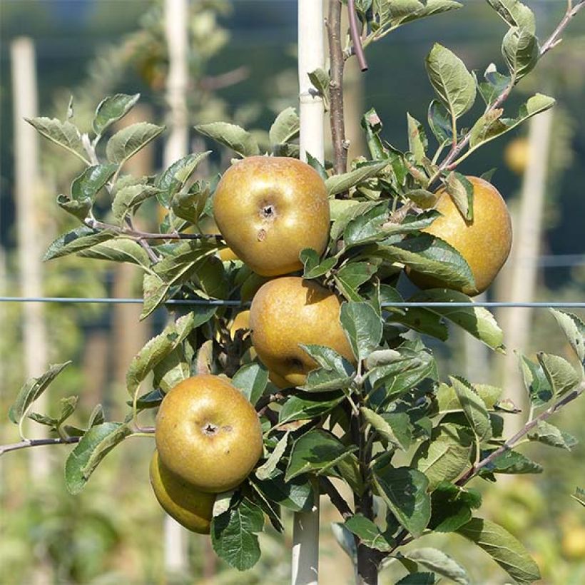Apple Tree Reinette Grise du Canada (Harvest)