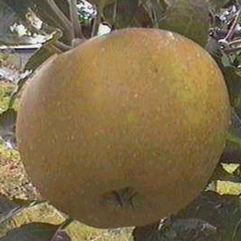 Organic Apple Tree Reinette Grise du Canada (Harvest)