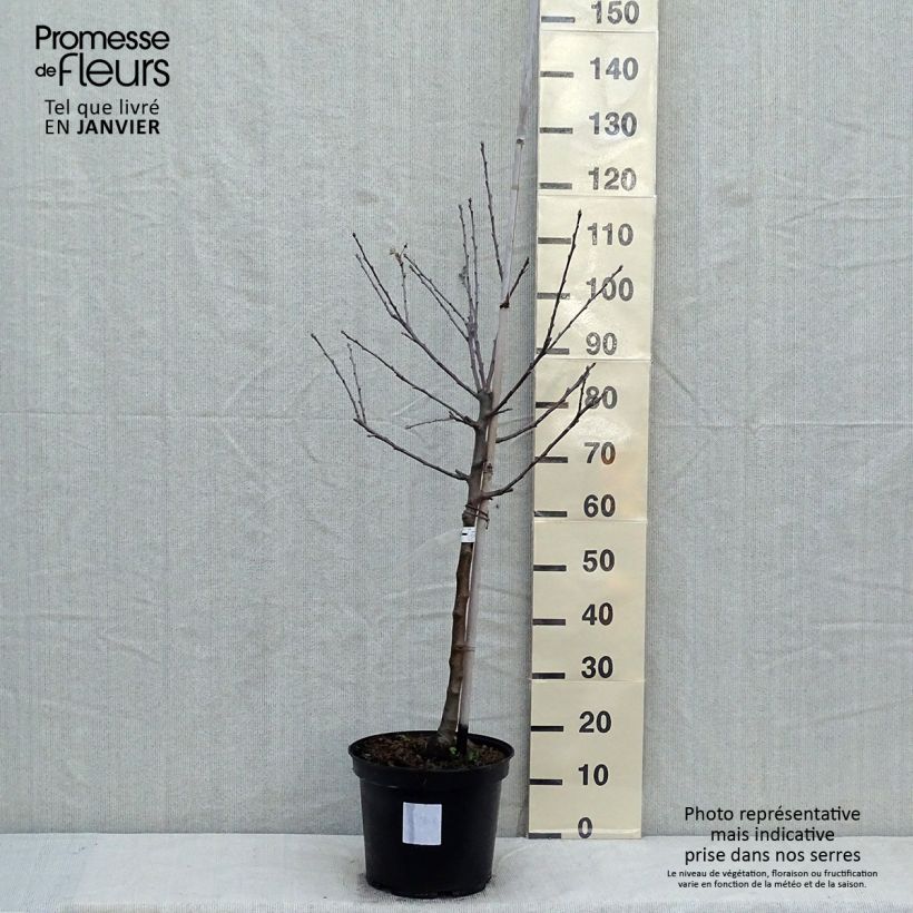 Pommier Reinette grise du Canada - Gobelet en pot de 10L sample as delivered in winter