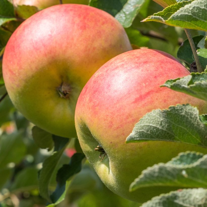 Apple Tree Royale Delbard Delfloga - Georges Delbard (Harvest)