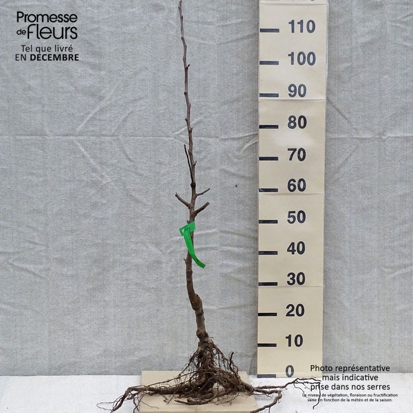Organic Apple Tree Transparente Blanche - Malus domestica Bare root, ScionShipped height around 90/120cm sample as delivered in winter